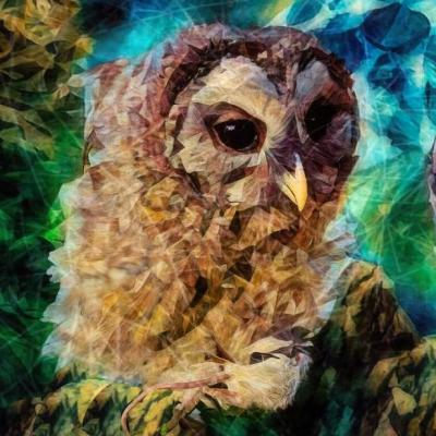 "Kianna`s Owls" by James Baxter – The Vilbil: Online Hub for Art and Artists